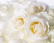 pic for WHITE ROSES 